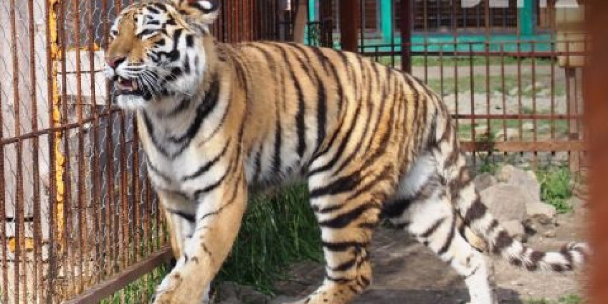 Восьмой по счету: почему приморских тигров записали в иноагенты