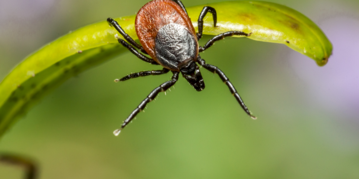 Снежная зима помогла клещам выжить: риск укусов возрастет уже в апреле