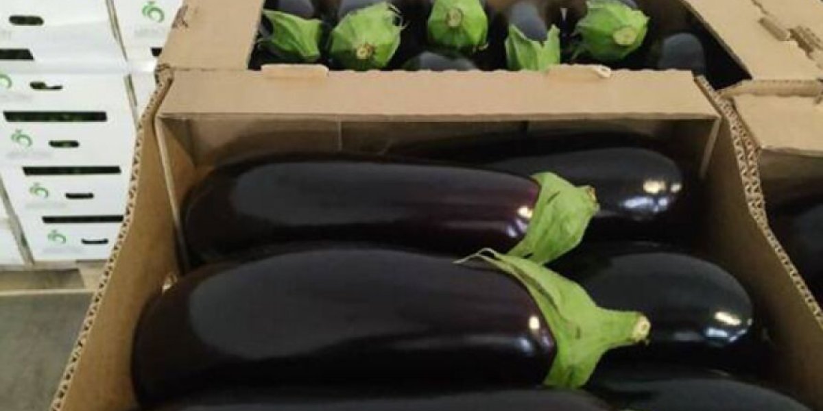 В Нижнем Новгороде арестовали главу Института демографического развития за мошенничество