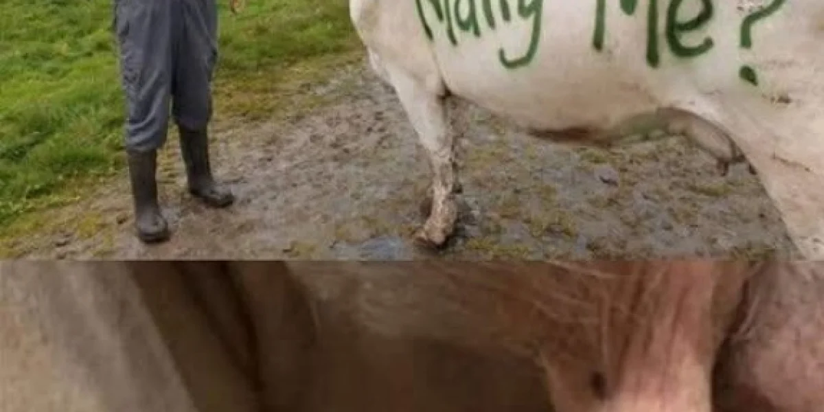 Сено, любовь и американское знамя: В Оклахоме скотовод официально оформил отношения с телочкой по имени Элис.