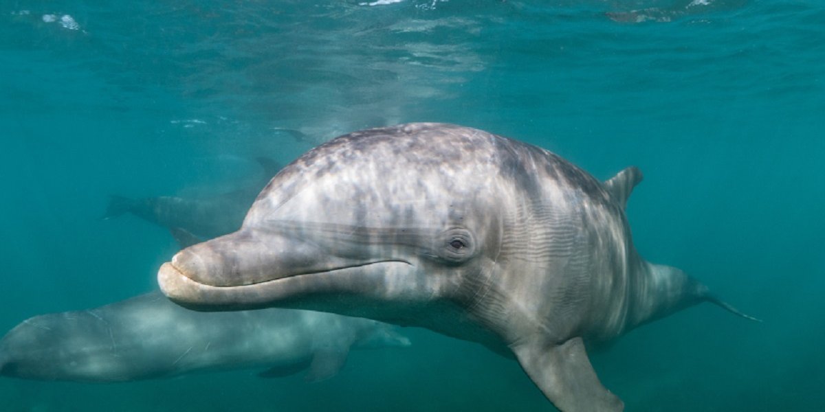 На побережье Краснодарского края найдено более 100 мертвых дельфинов (ФОТО) На побережье Краснодарского края найдено более 100 мертвых дельфинов (ФОТО)