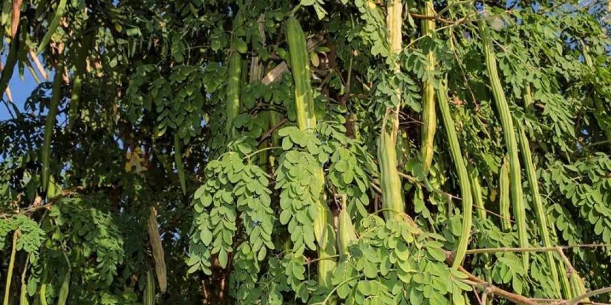 Моринга против микропластика: тропическое дерево очищает питьевую воду лучше химии