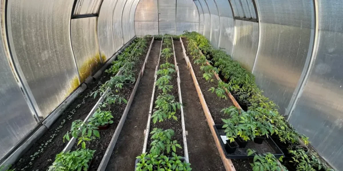 Как защитить теплицу весной от вредителей и болезней: лучшие методы и советы