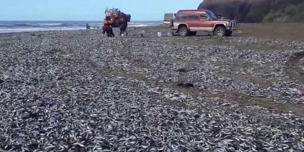 Мойва гниет тоннами на Сахалине... В магазинах &mdash; 1200 руб/кг, пенсионеры в шоке