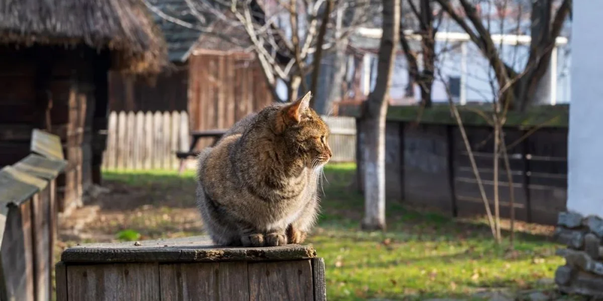 Осторожно, дача! Какие растения опасны для ваших кошек и собак