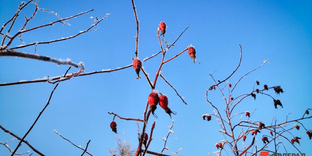 Москвичей предупредили о первомайских заморозках: синоптик Позднякова дала прогноз