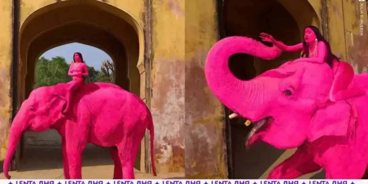 Розовый слон - это не сказка.  Животное - не игрушка: действия российской блогерши назвали жестокостью, слон погиб