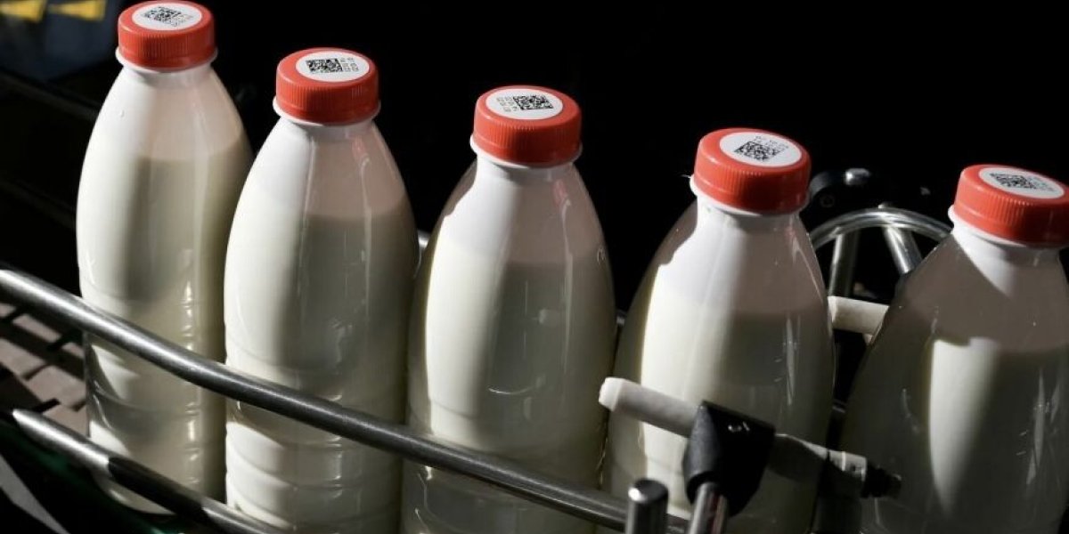 Молоко за миллион: &laquo;Честный знак&raquo; разорил мелких фермеров