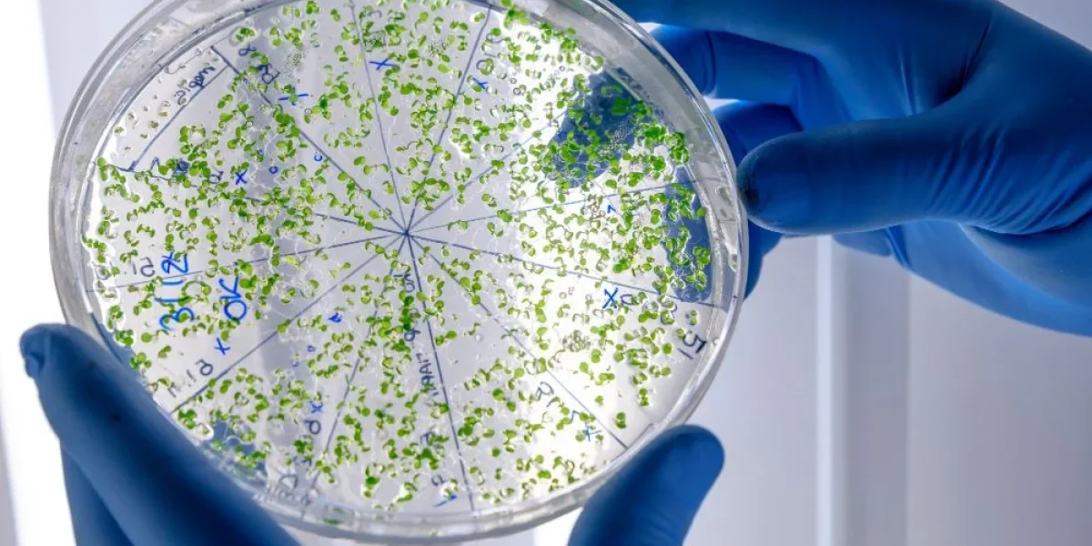 Прорыв российских ученых: найден ключ к победе над устойчивостью бактерий
