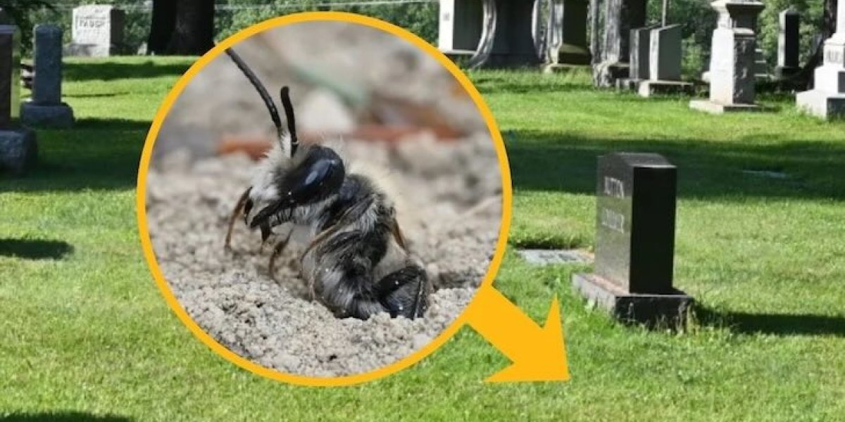Прямо под землёй в Нью-Йорке обнаружили огромное пчелиное царство из 5,5 миллиона особей