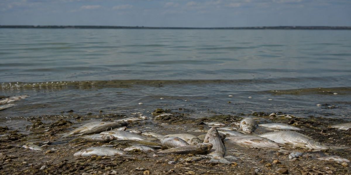 Азовское море теряет рыбу: из 140 видов осталось 80 &mdash; учёные ЮНЦ РАН назвали причины осолонения в 2026 году
