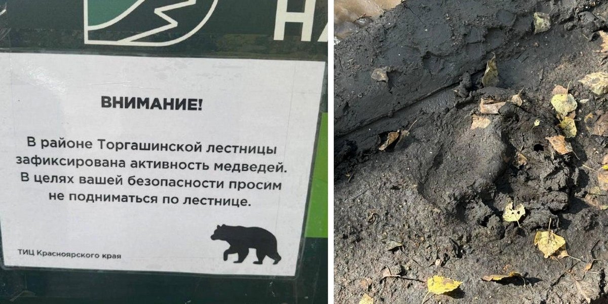 Голодные медведи караулят туристов в Красноярске: знаменитую Торгашинскую лестницу закрыли Голодные медведи караулят туристов в Красноярске: знаменитую Торгашинскую лестницу закрыли